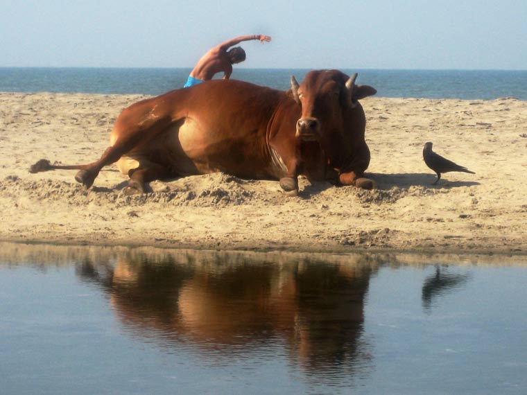 'Holy Cow' Yoga on the Beach Goa, India