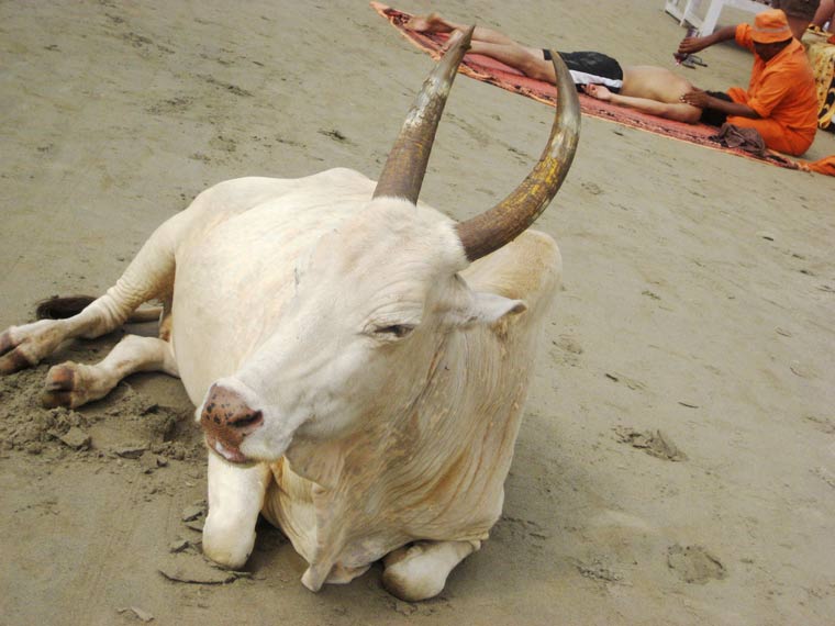 'Holy Cow' Indian Oil Massage Goa, India
