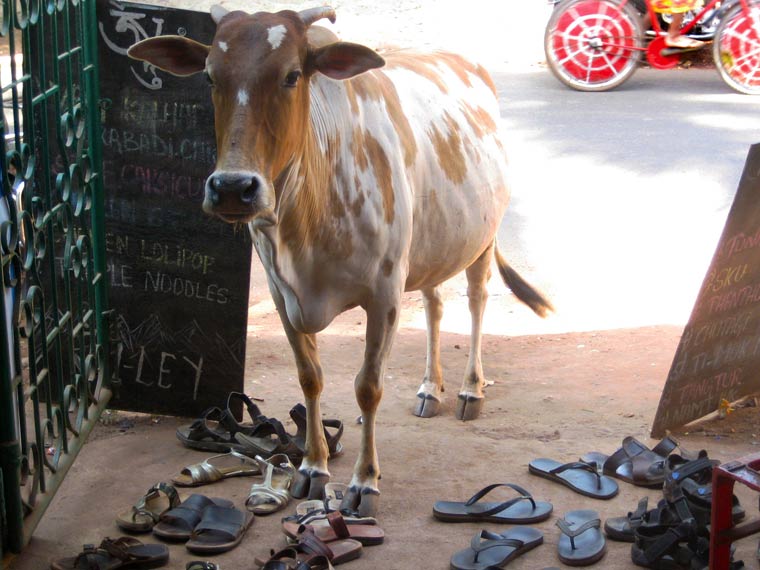 'Holy Cow' At the Restaurant Goa, India