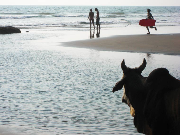 'Holy Cow' Surf Watching Goa, India