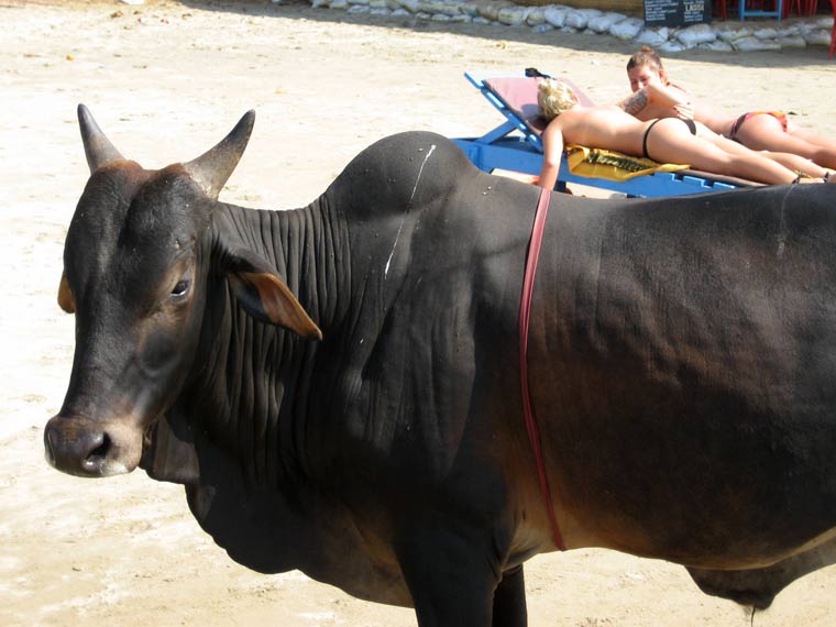 'Holy Cow' Sunbathing Goa, India