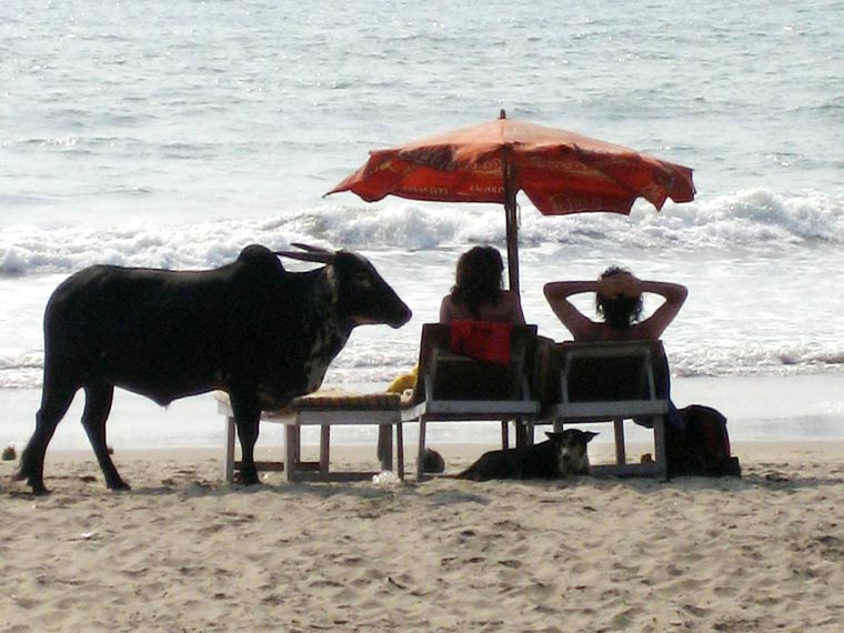'Holy Cow' Casual Chitchat - Goa, India