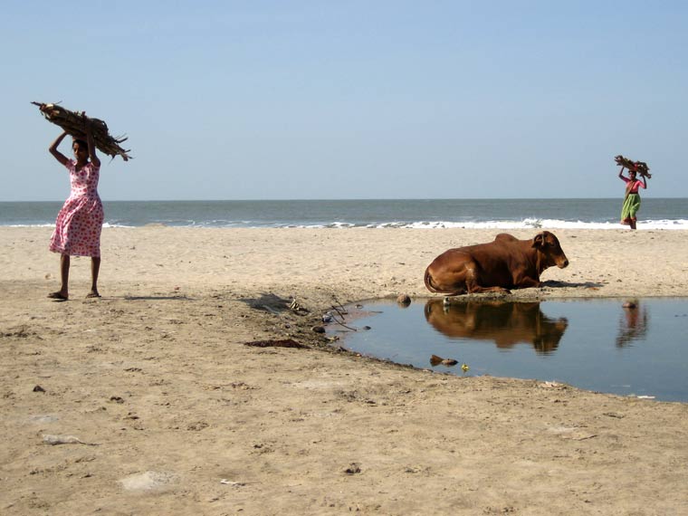‘Holy Cow’ Wood Sellers - Goa, India